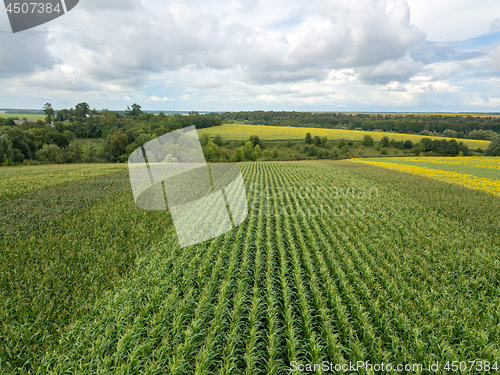 Image of An endless field with corn on the background of a rural landscape and a blue cloudy sky on a summer day.