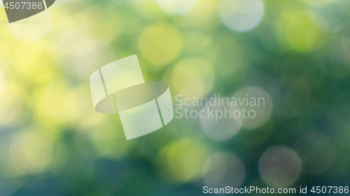 Image of Blurred green foliage with sunlight. Natural background with yel