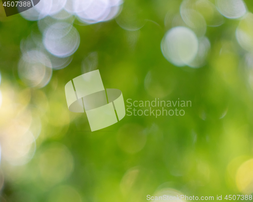 Image of A light green blurred background of green trees in a spring park