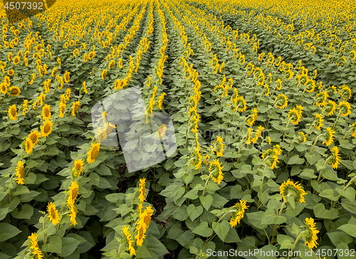 Image of Agricultured field of blooming sunflowers at summer sunset. Panoramic view from drone.