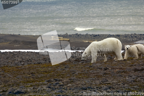 Image of Polar bear on the Franz Josef Land.