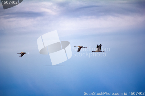 Image of Forest-breeding bean goose - flock of breeding geese