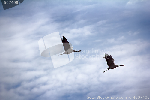 Image of Gray Crane (common crane, Grus grus), pair