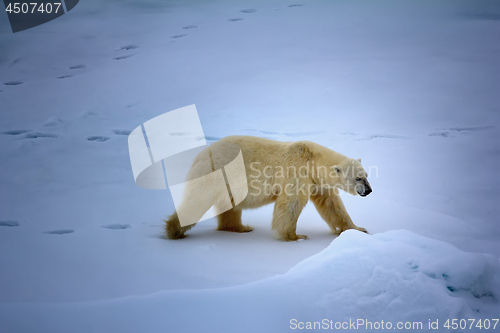 Image of Polar bear near North pole (86-87 degrees north latitude)