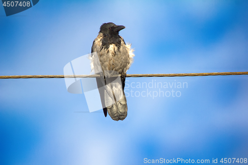 Image of Hooded crow in electric wire.