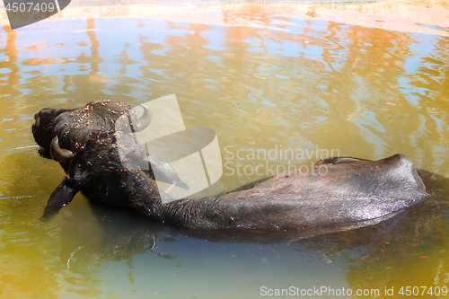 Image of Black Buffalo enjoy water and chew cud