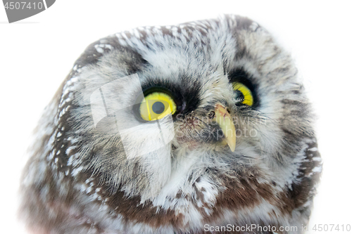 Image of Yellow enormous eyes. Portrait of boreal owl closeup