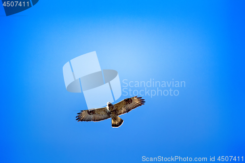 Image of Rough-legged Buzzard flying over nest.