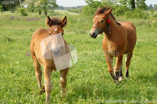 Image of Horses