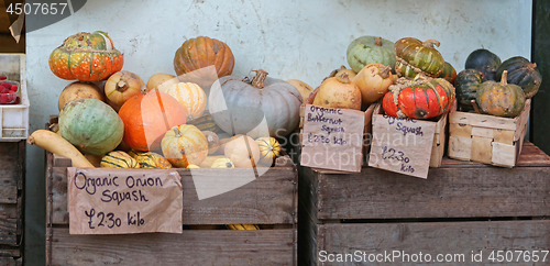 Image of Squash and Pumpkins