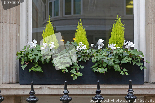Image of Plants in Window
