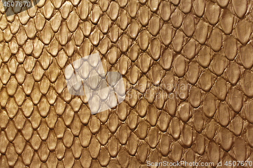 Image of Golden Snake Leather