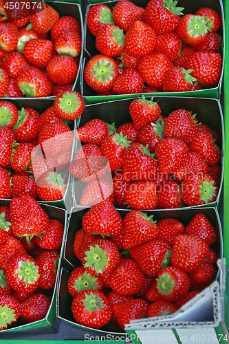 Image of Strawberries in Trays