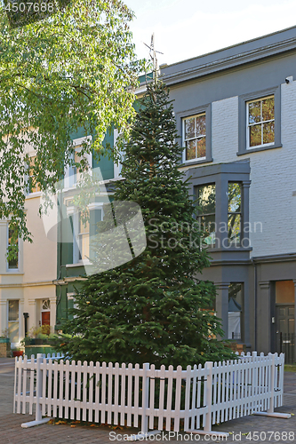 Image of Christmas Tree