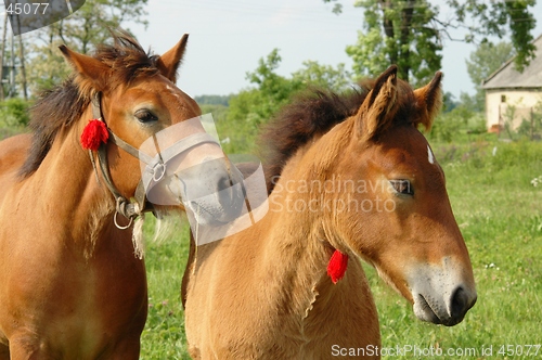 Image of Horses