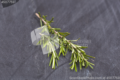 Image of Fresh organic rosemary herb.