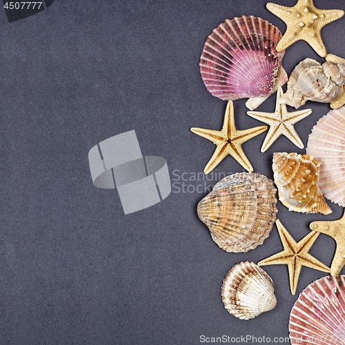 Image of Top view of shells and starfish group on black background.