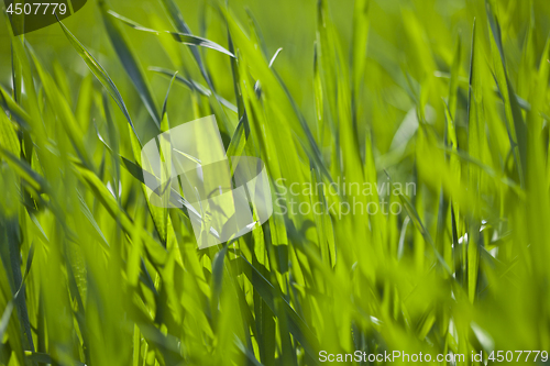 Image of Spring field of green grass