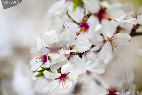 Image of White and pink  flowers background