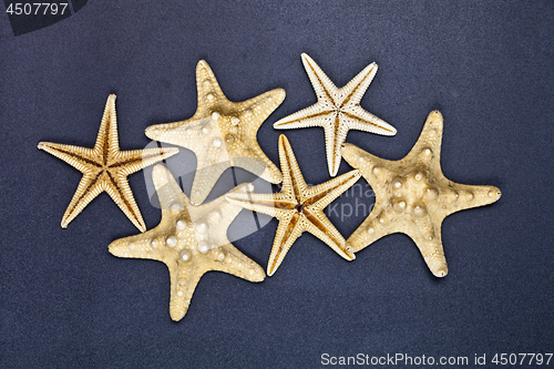 Image of Top view of six starfish.