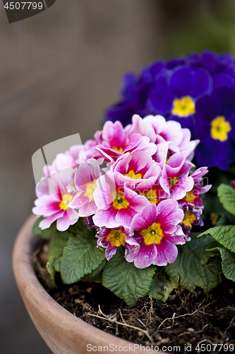 Image of Primula pink and blue potted flowers.