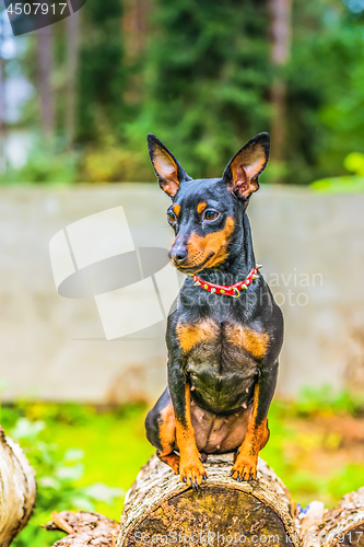 Image of Portrait of a miniature pinscher dog