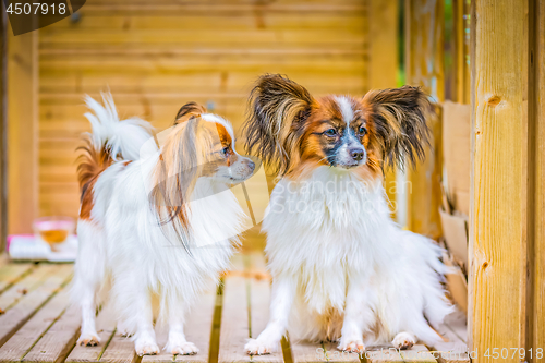 Image of Portrait of a papillon purebreed dogs