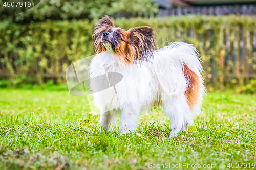 Image of Portrait of a papillon purebreed dog