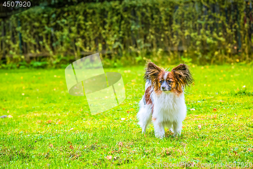 Image of Portrait of a papillon purebreed dog