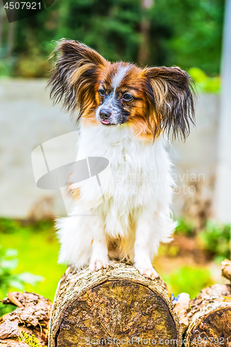 Image of Portrait of a papillon purebreed dog