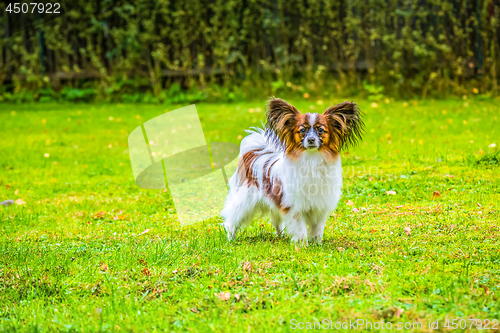 Image of Portrait of a papillon purebreed dog