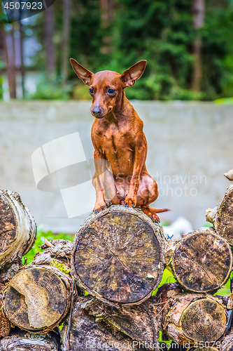 Image of Portrait of a red miniature pinscher dog