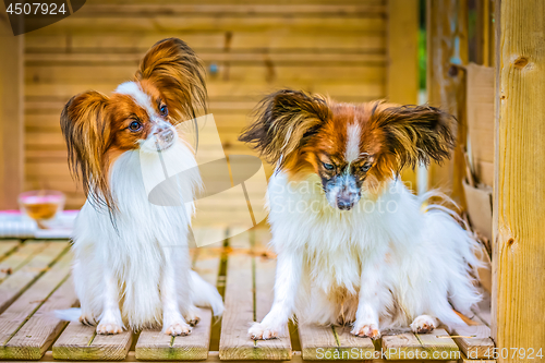 Image of Portrait of a papillon purebreed dogs