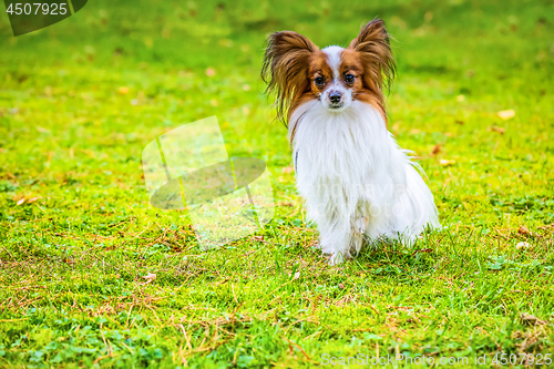 Image of Portrait of a papillon purebreed dog