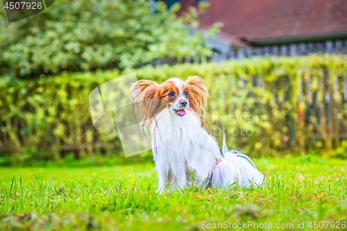 Image of Portrait of a papillon purebreed dog