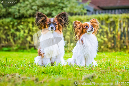 Image of Portrait of a papillon purebreed dogs