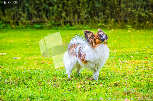 Image of Portrait of a papillon purebreed dog