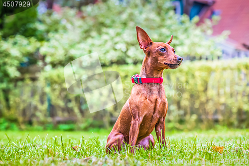 Image of Portrait of a red miniature pinscher dog