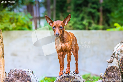 Image of Portrait of a red miniature pinscher dog