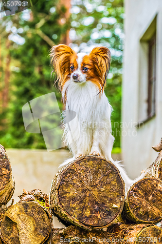 Image of Portrait of a papillon purebreed dog