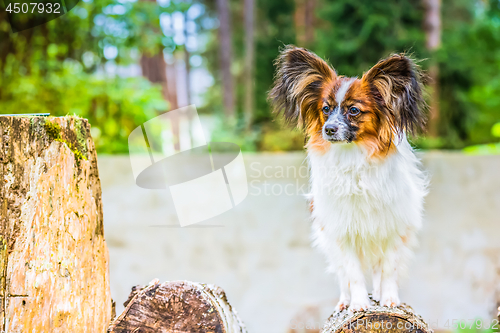 Image of Portrait of a papillon purebreed dog