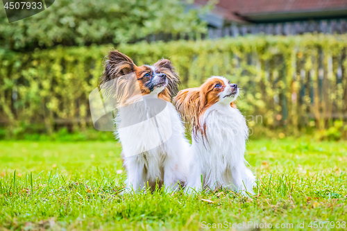 Image of Portrait of a papillon purebreed dogs
