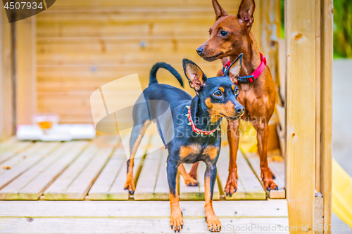 Image of Portrait of a miniature pinscher dogs