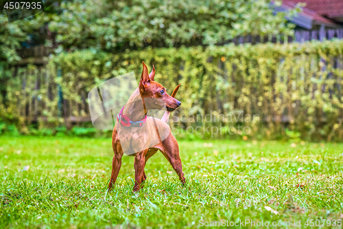 Image of Portrait of a red miniature pinscher dog