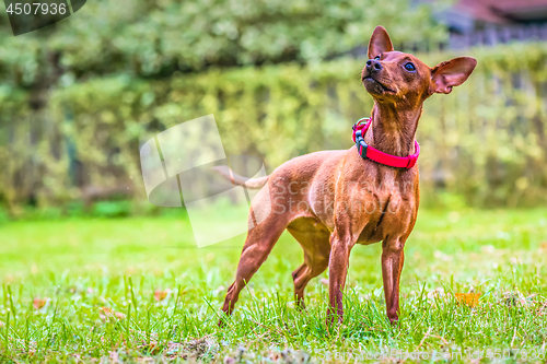 Image of Portrait of a red miniature pinscher dog