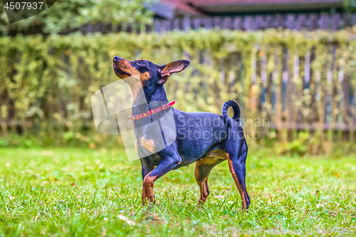 Image of Portrait of a red miniature pinscher dog