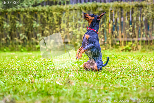 Image of Portrait of a red miniature pinscher dog