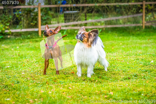 Image of Miniature pinscher and papillon purebreed dogs