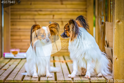 Image of Portrait of a papillon purebreed dogs