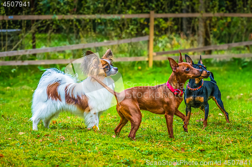 Image of Miniature pinscher and papillon purebreed dogs